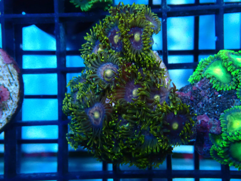 Zoa Rock small