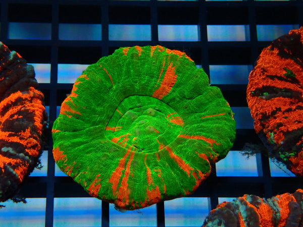 Bleeding Apple Scoly