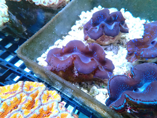 Tridacna Maxima Clam Small 6-7cm