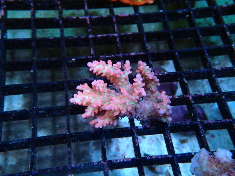 Acropora Fragment