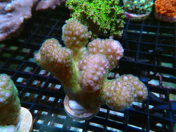 Acropora small