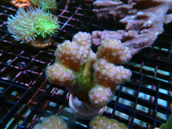 Acropora small