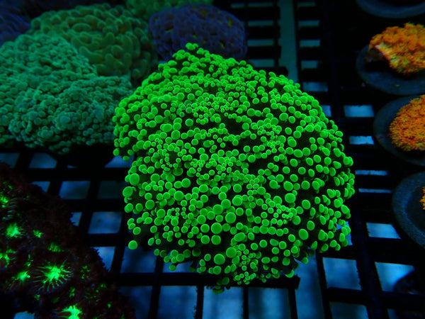 Toxic Green Frogspawn medium