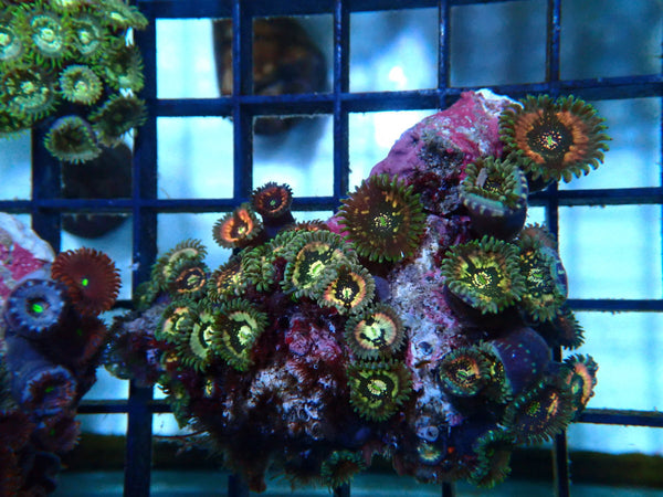 Zoa Rock Rare colours