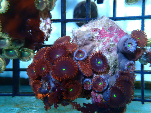 Zoa Rock Rare colours