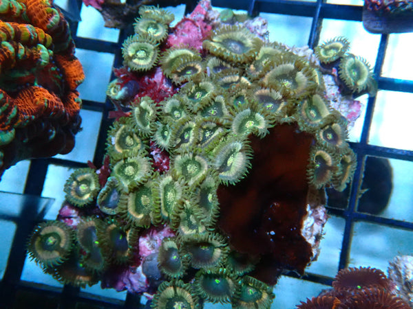 Zoa Rock Rare colours