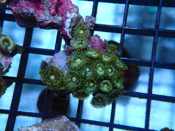 Zoa Rock Rare colours