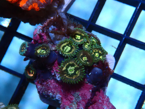 Zoa Rock Rare colours