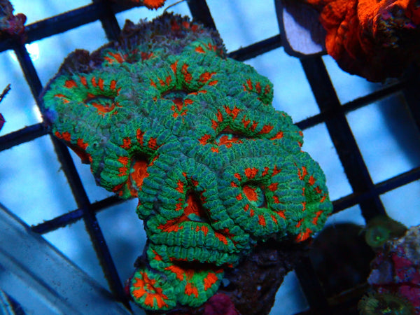 Acan small