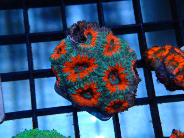 Acan small