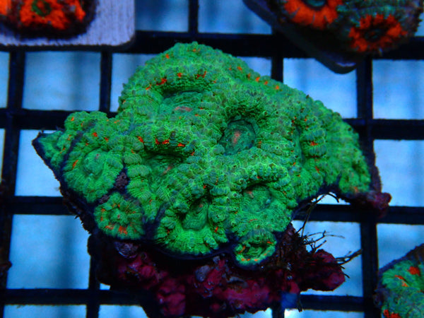 Acan small