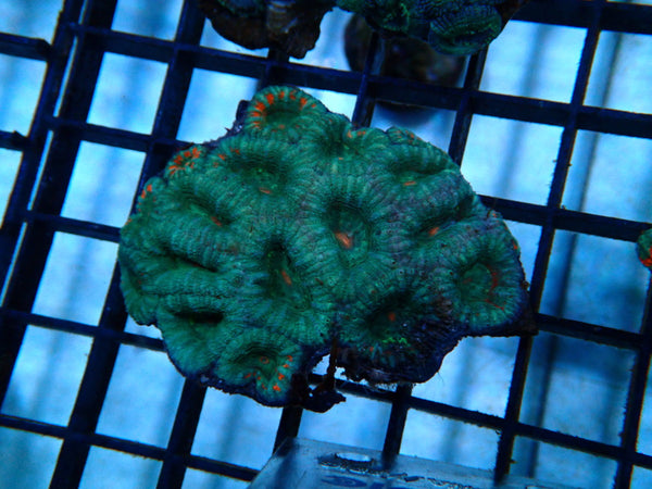 Acan small