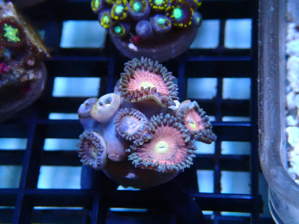 Zoa Frag