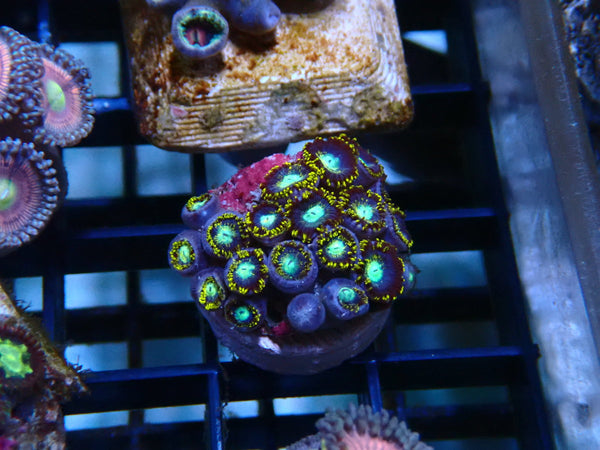 Zoa Frag