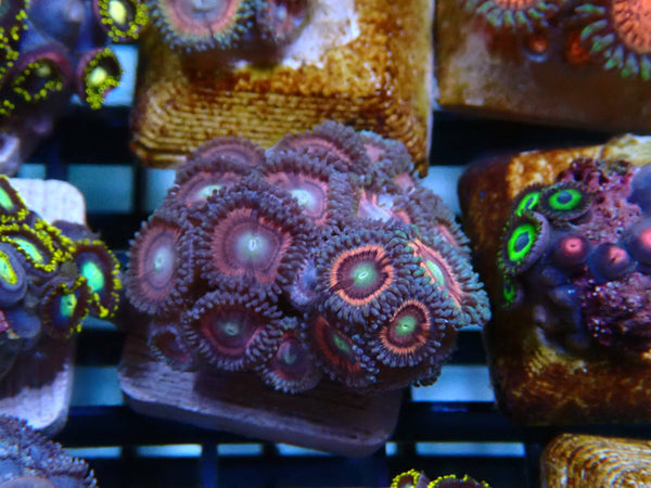 Zoa Frag