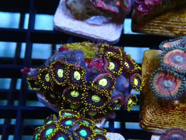 Zoa Frag