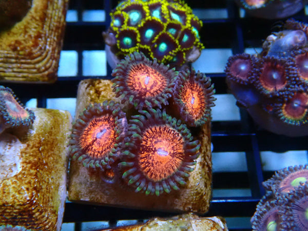 Zoa Frag