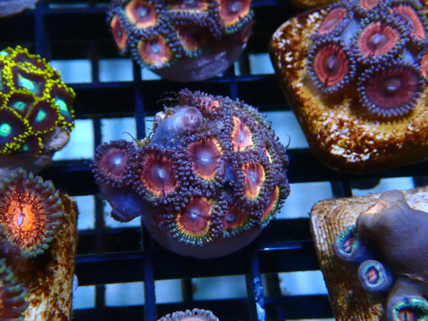 Zoa Frag