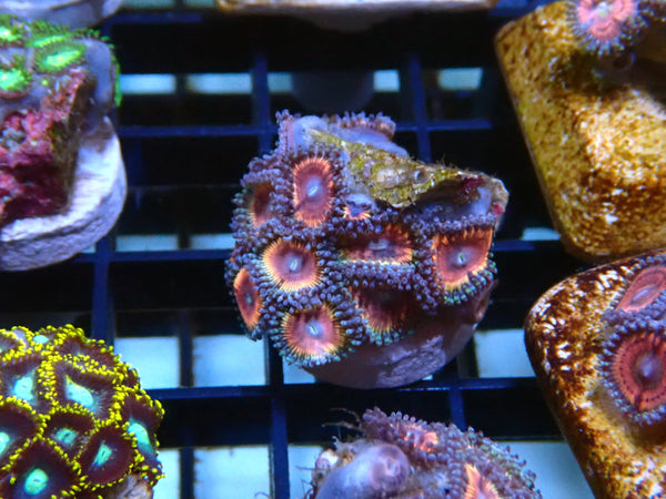 Zoa Frag