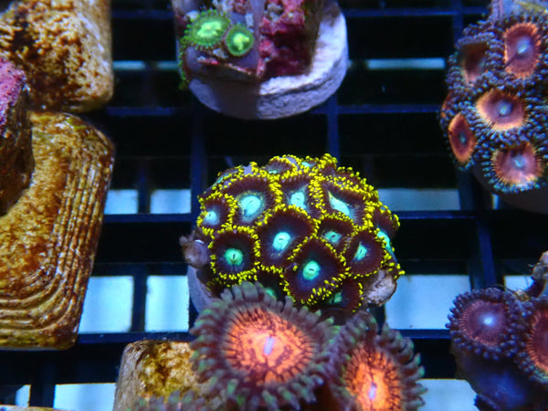 Zoa Frag