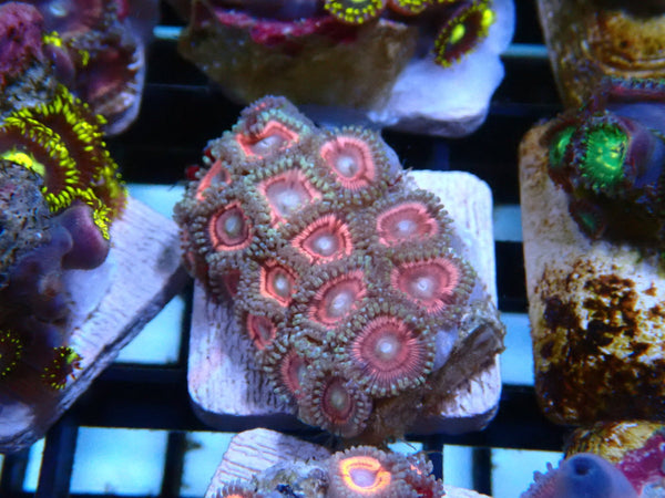 Zoa Frag