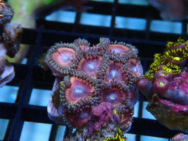 Zoa Frag