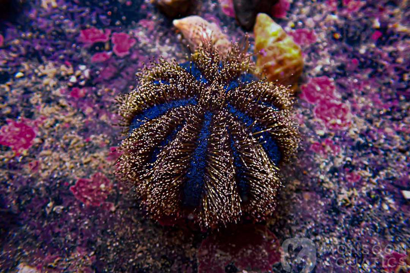 Small Tuxedo Urchin Mespilia globulus