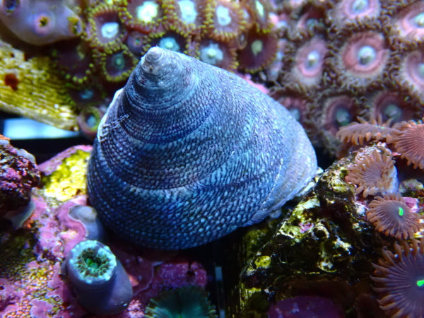 Trochus Snail