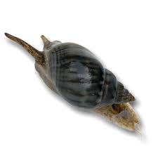 Nassarius Snail (Zombie Snails)